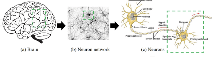 Biological neuron